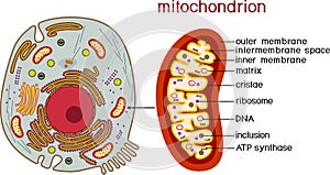 Structure of Animal cell and mitochondrion. Educational material for biology lesson photo